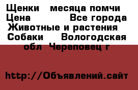 Щенки 4 месяца-помчи › Цена ­ 5 000 - Все города Животные и растения » Собаки   . Вологодская обл.,Череповец г.